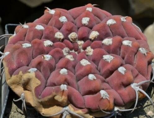 Gymnocalycium bayrianum — search result for 'Gymnocalycium'