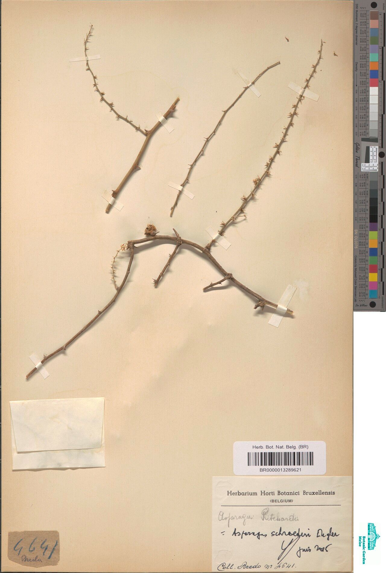 Asparagus ritschardii — houseplant care guide