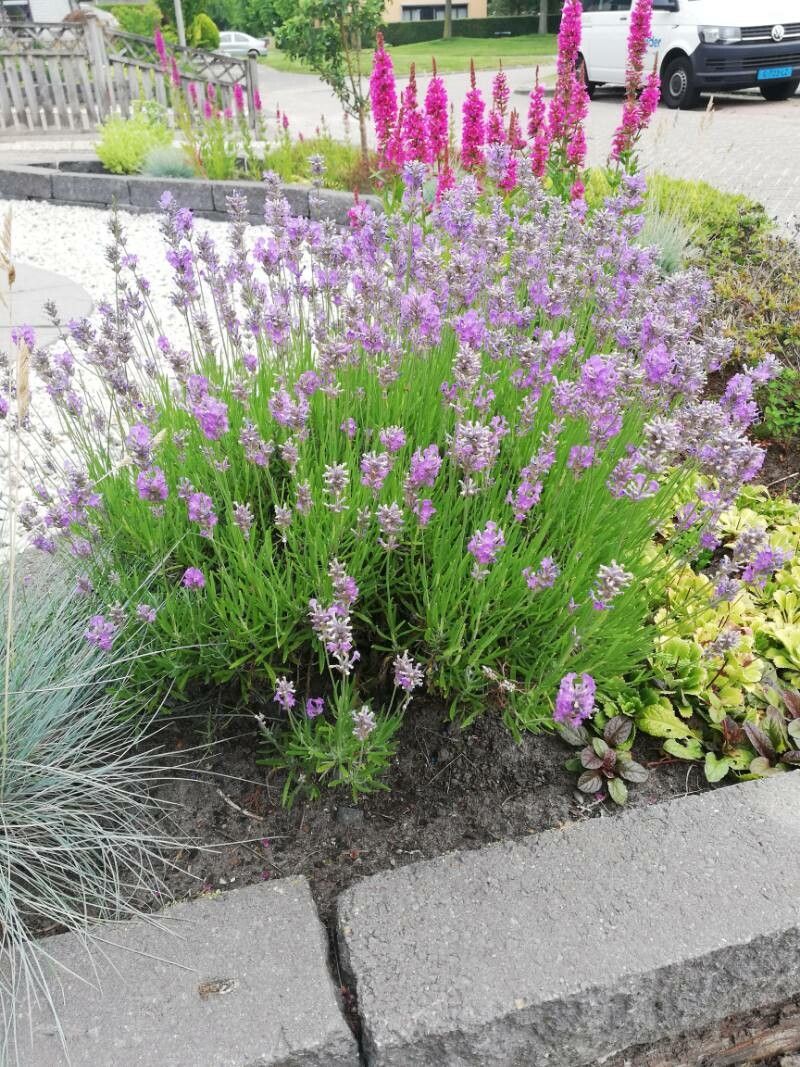 Lavandula × intermedia flower