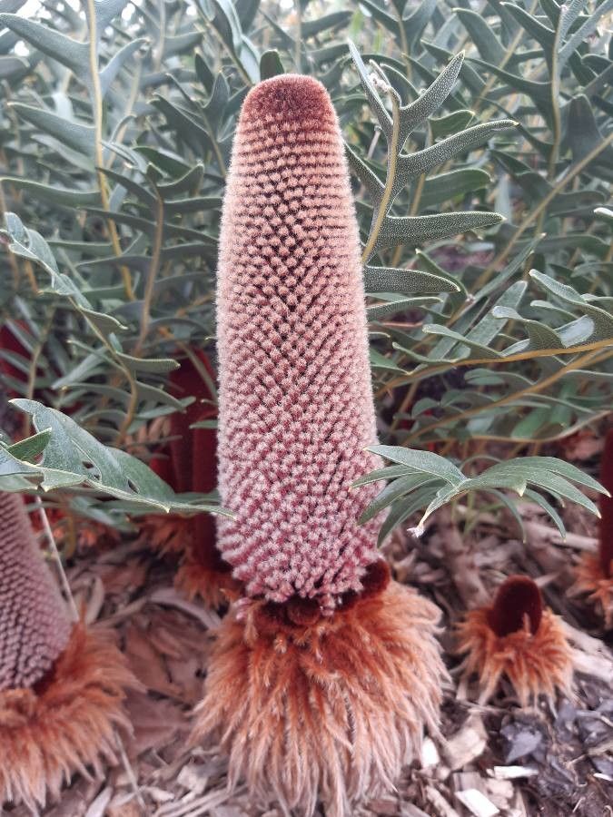 Banksia blechnifolia flower