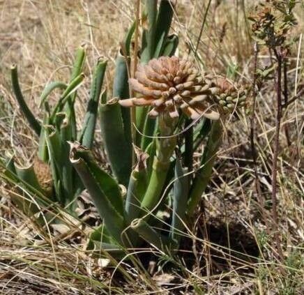 Aloe ecklonis habit
