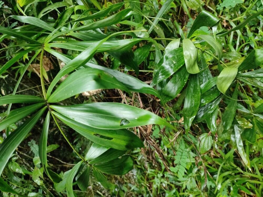 Dypsis fasciculata — houseplant care guide