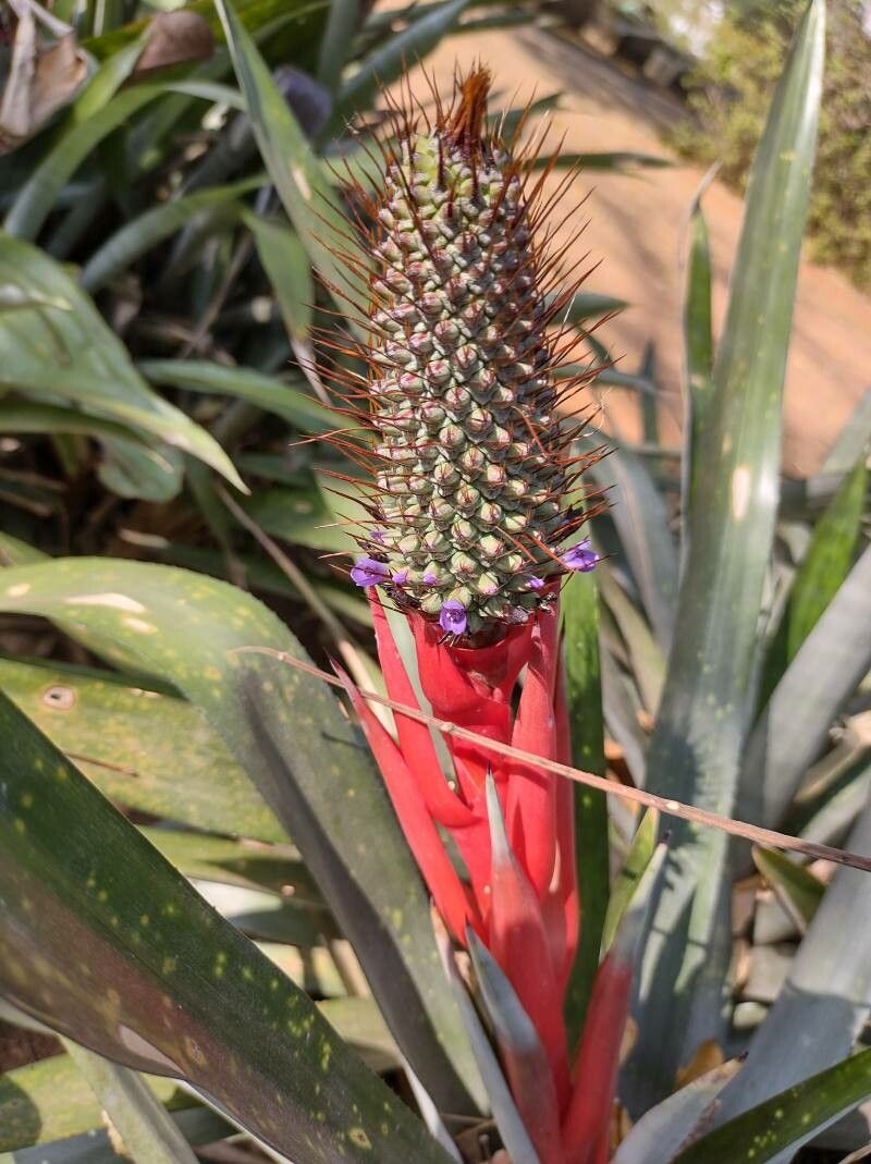 Aechmea ornata flower