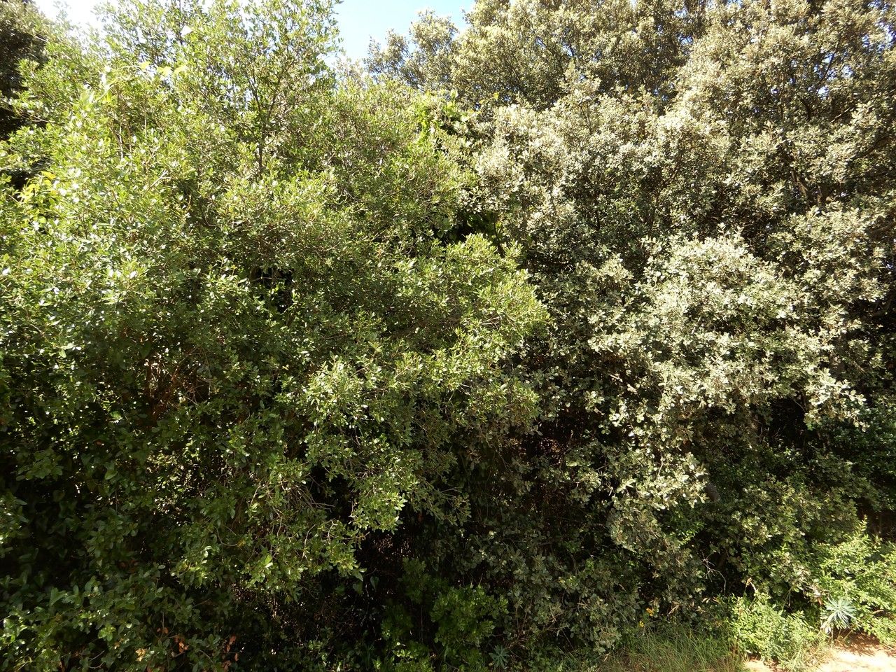Quercus × auzendei habit