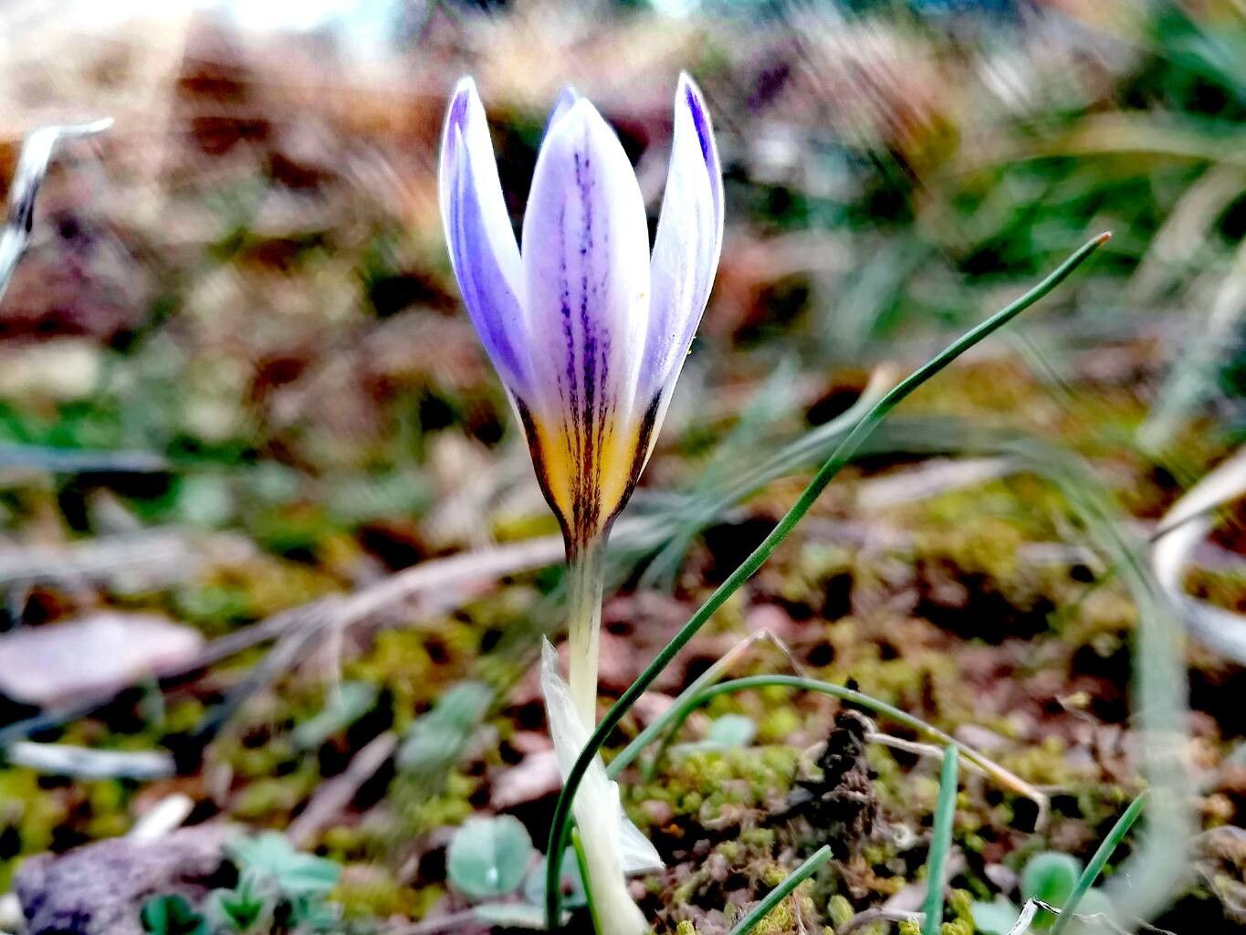 Crocus randjeloviciorum flower