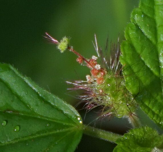 Acalypha arvensis flower