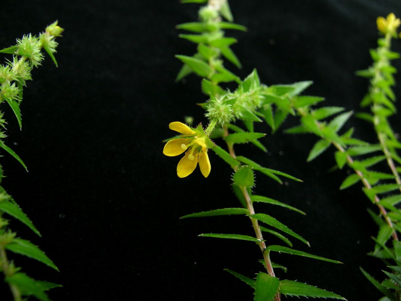 Saxifraga brachypoda — houseplant care guide