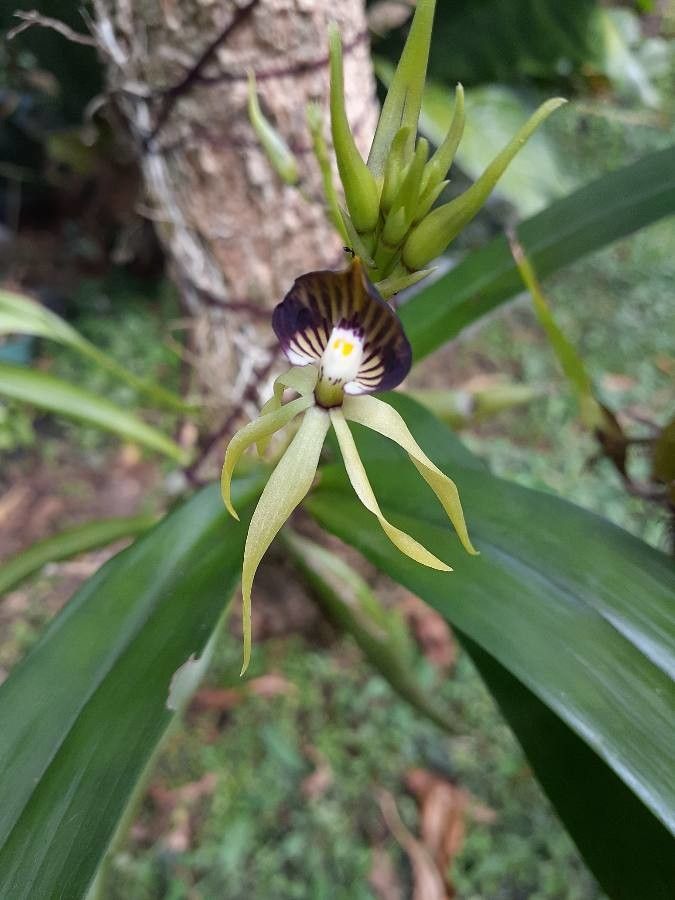 Prosthechea cochleata flower