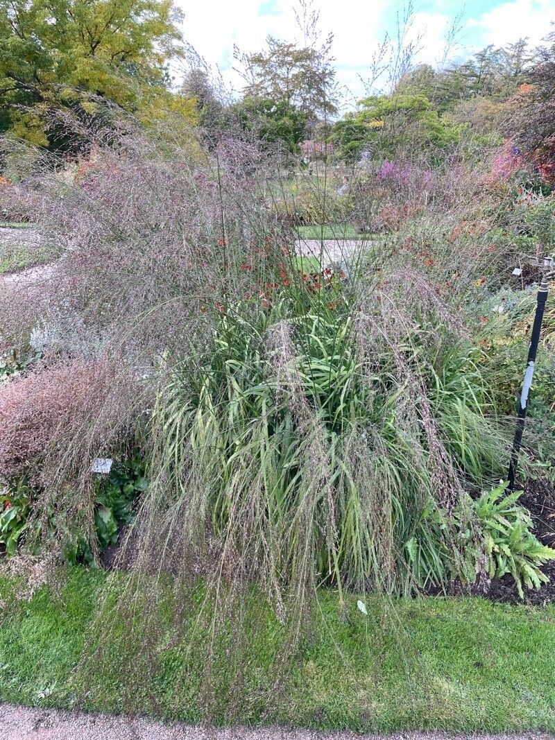 Molinia arundinacea habit