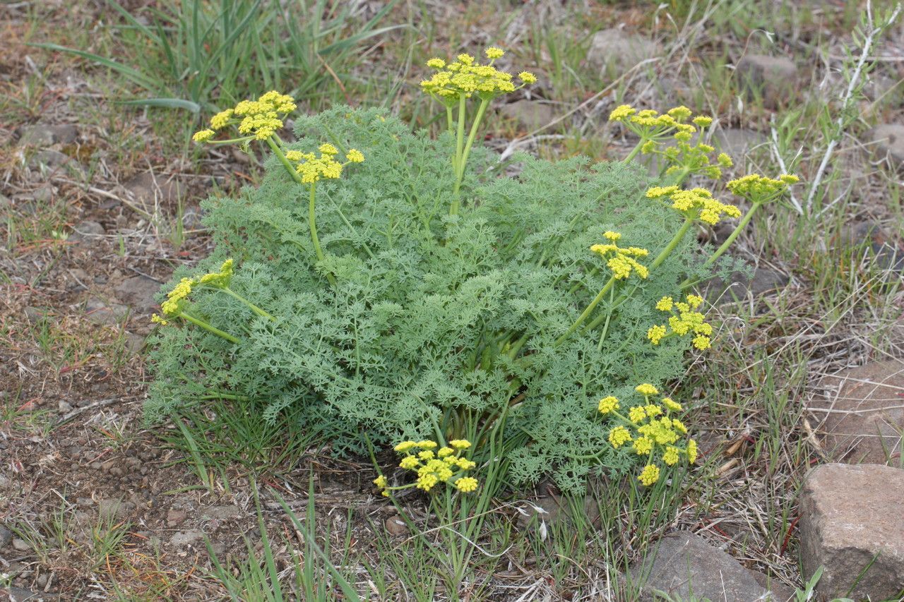Lomatium grayi habit