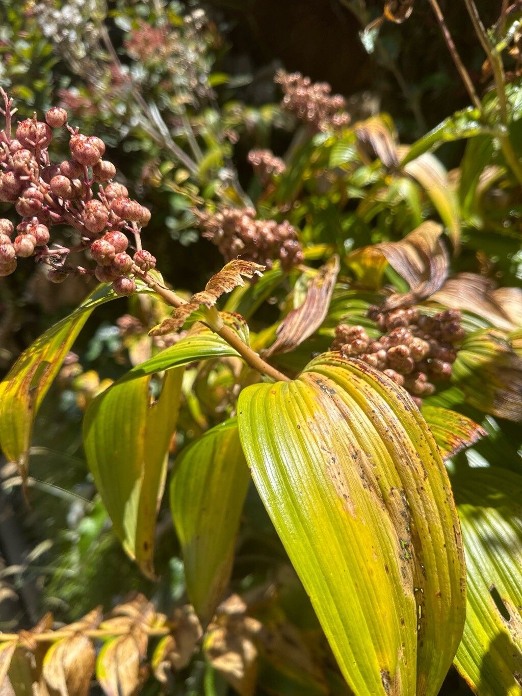 Maianthemum gigas — related species from the same genus