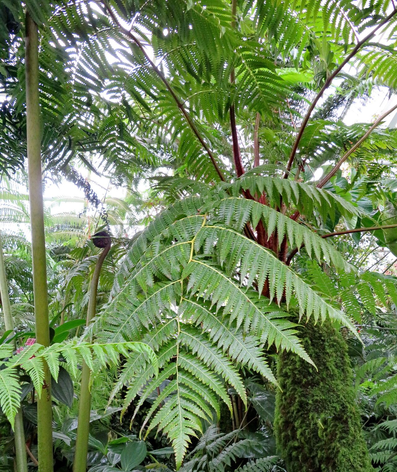 Cibotium chamissoi — related species from the same genus