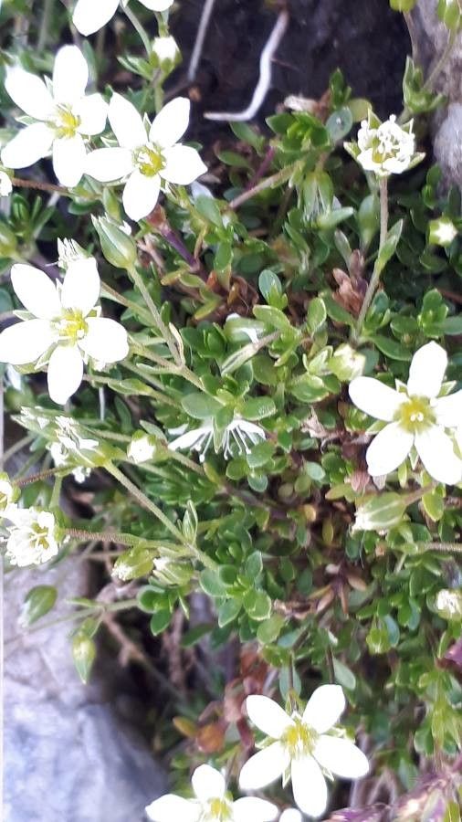 Arenaria biflora — houseplant care guide