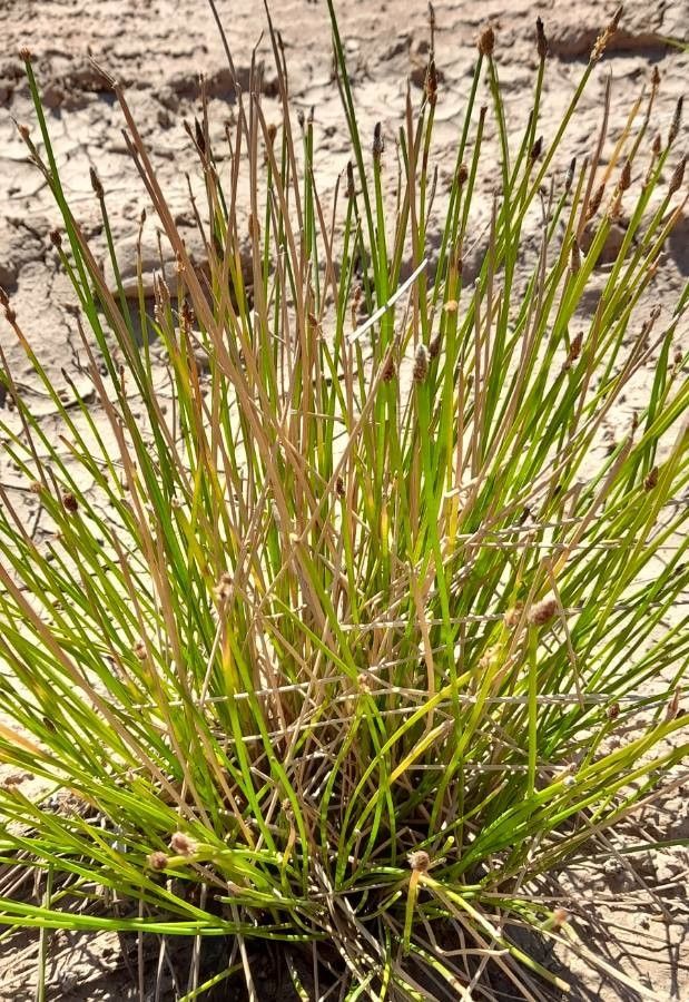 Eleocharis contracta habit