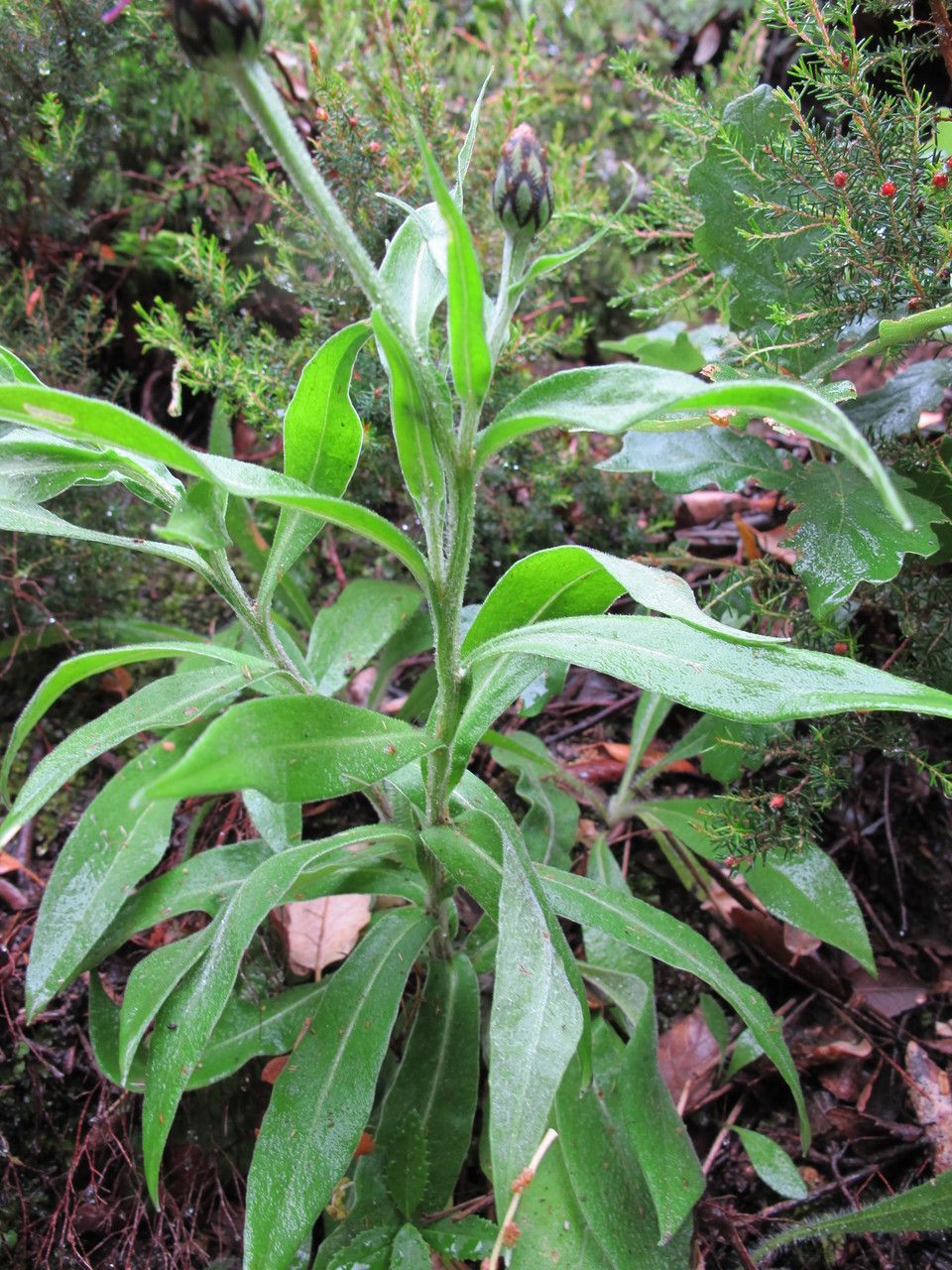 Cyanus semidecurrens — search result for 'Cyanus'