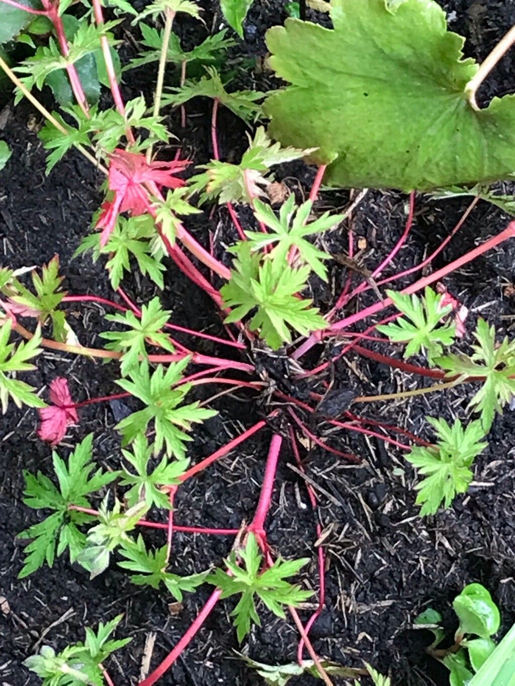 Geranium × johnsonii — houseplant care guide