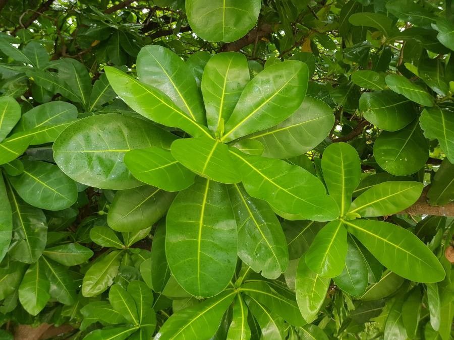 Barringtonia asiatica leaf