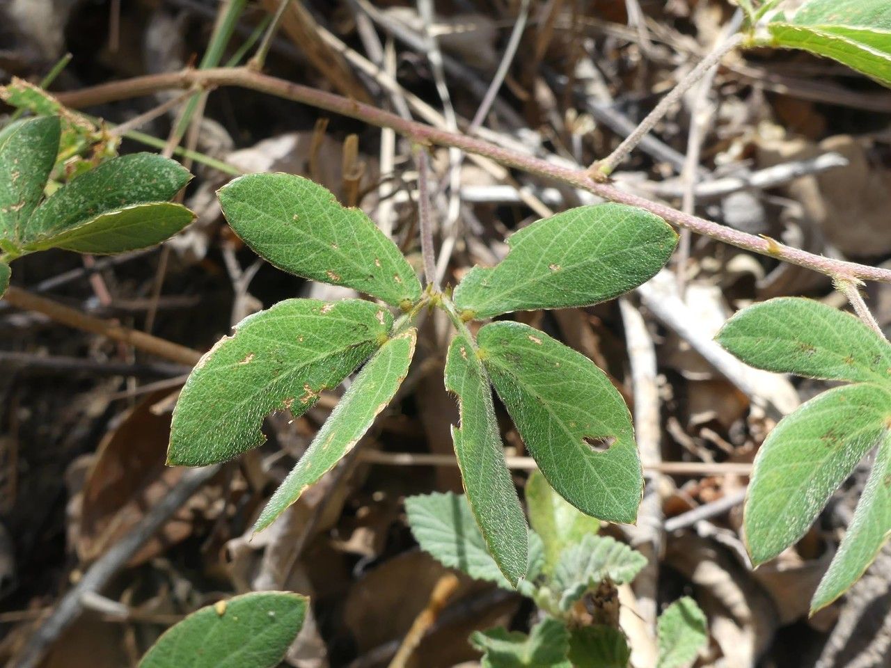 Mimosa debilis — search result for 'Mimosa'