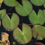 Nymphaea candida