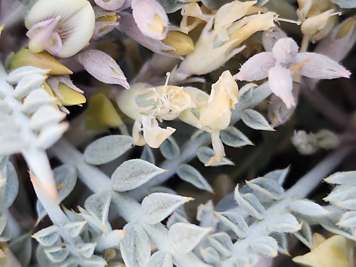 Astragalus gossypinus fruit