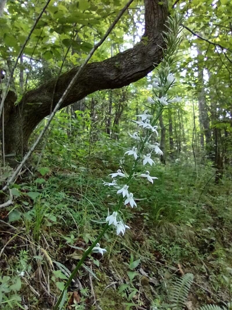 Lobelia spicata flower