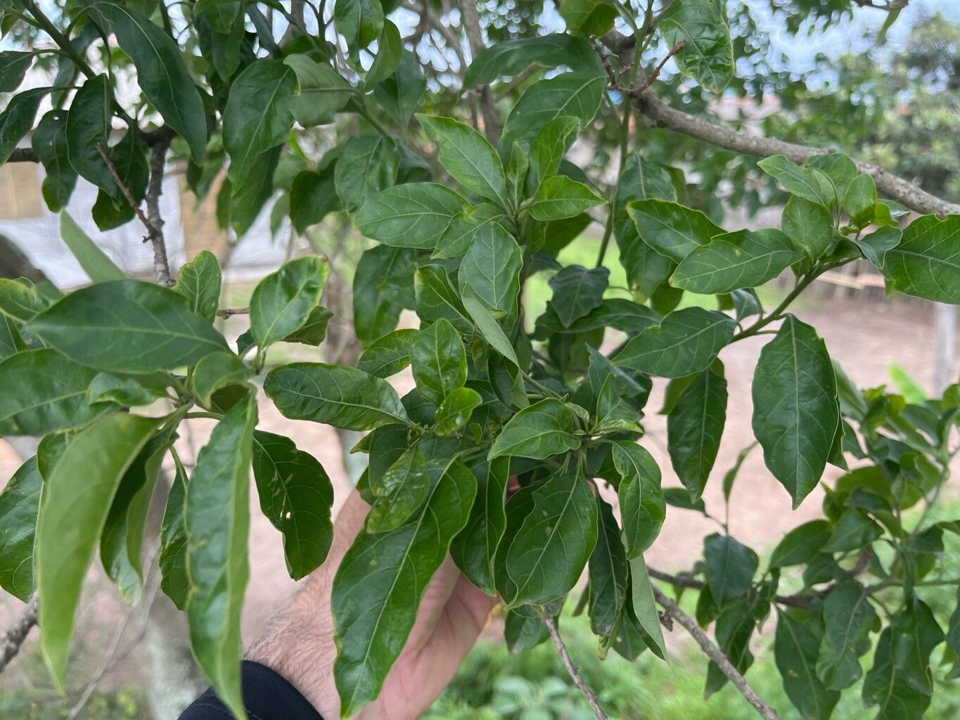 Solanum pseudoquina — houseplant care guide