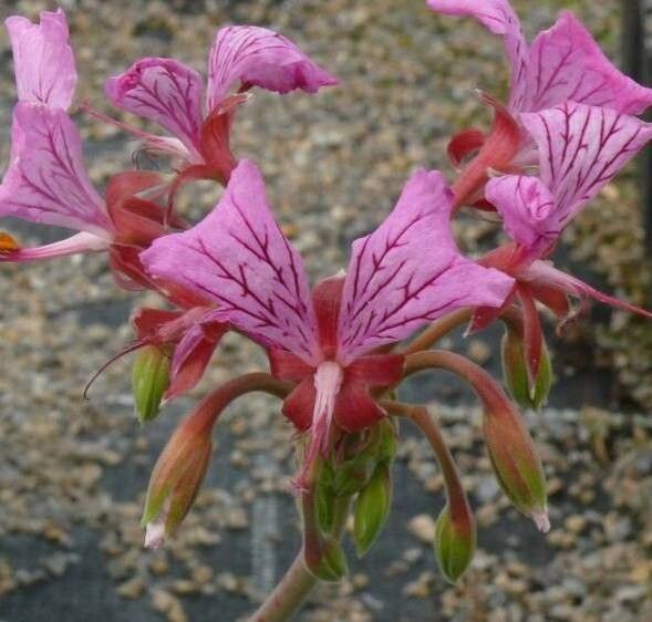 Pelargonium endlicherianum flower