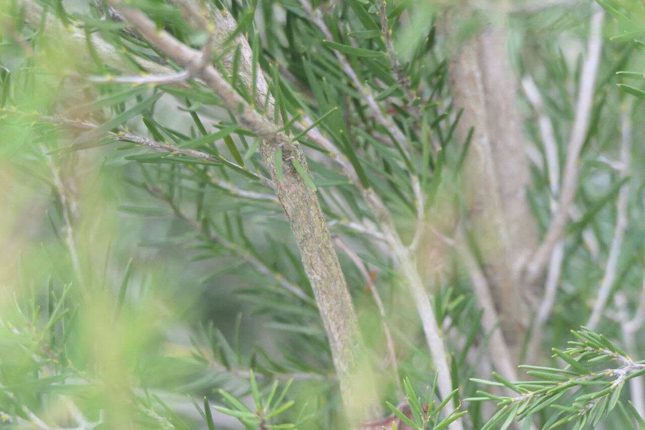 Melaleuca paludicola bark