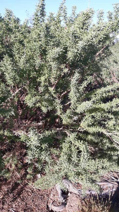 Ozothamnus cinereus — related species from the same genus