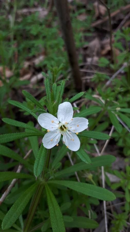 Ledum palustre flower