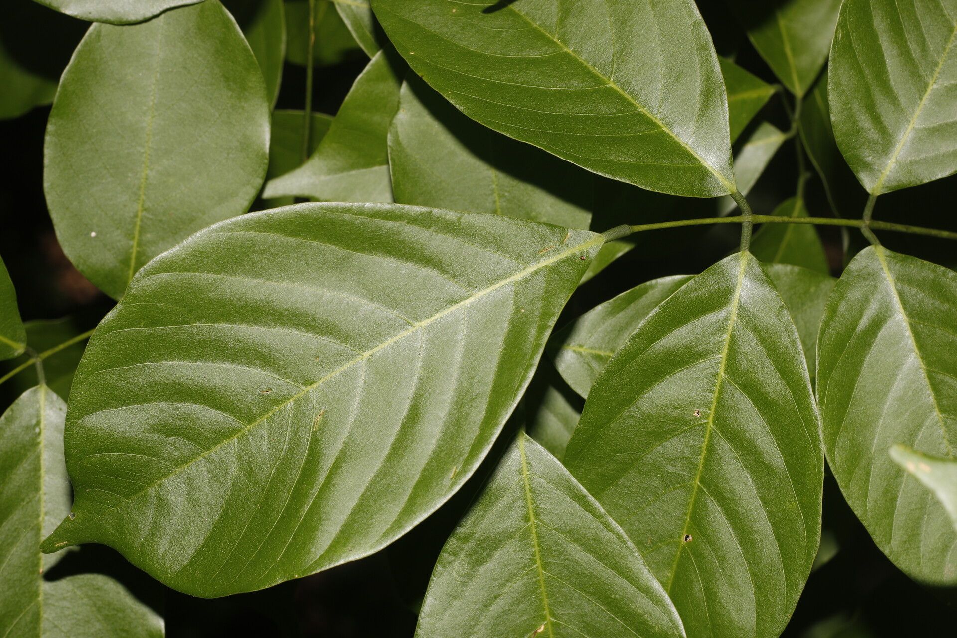 Lonchocarpus peninsularis — houseplant care guide