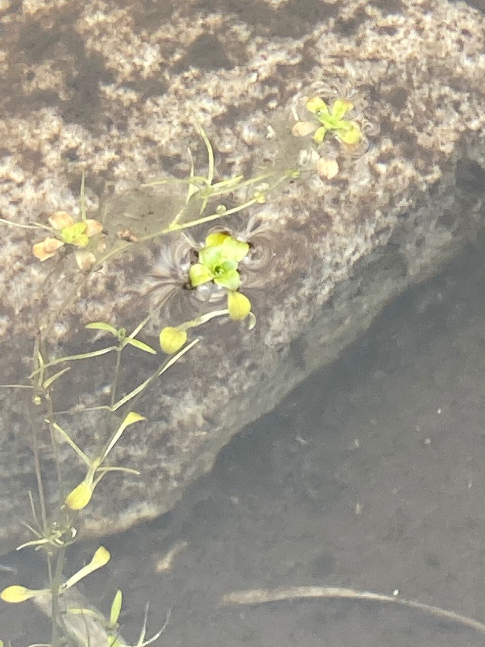 Callitriche nubigena — houseplant care guide