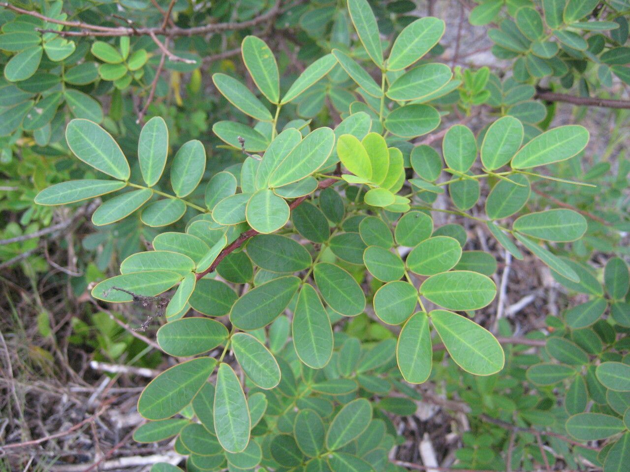 Senna pendula leaf