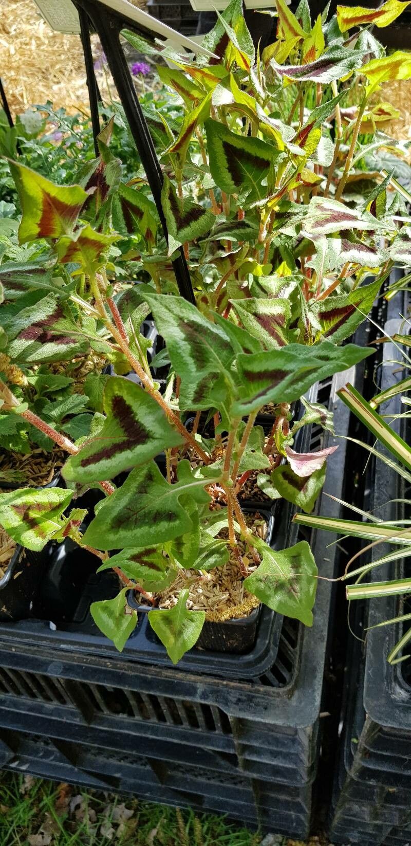 Persicaria microcephala habit