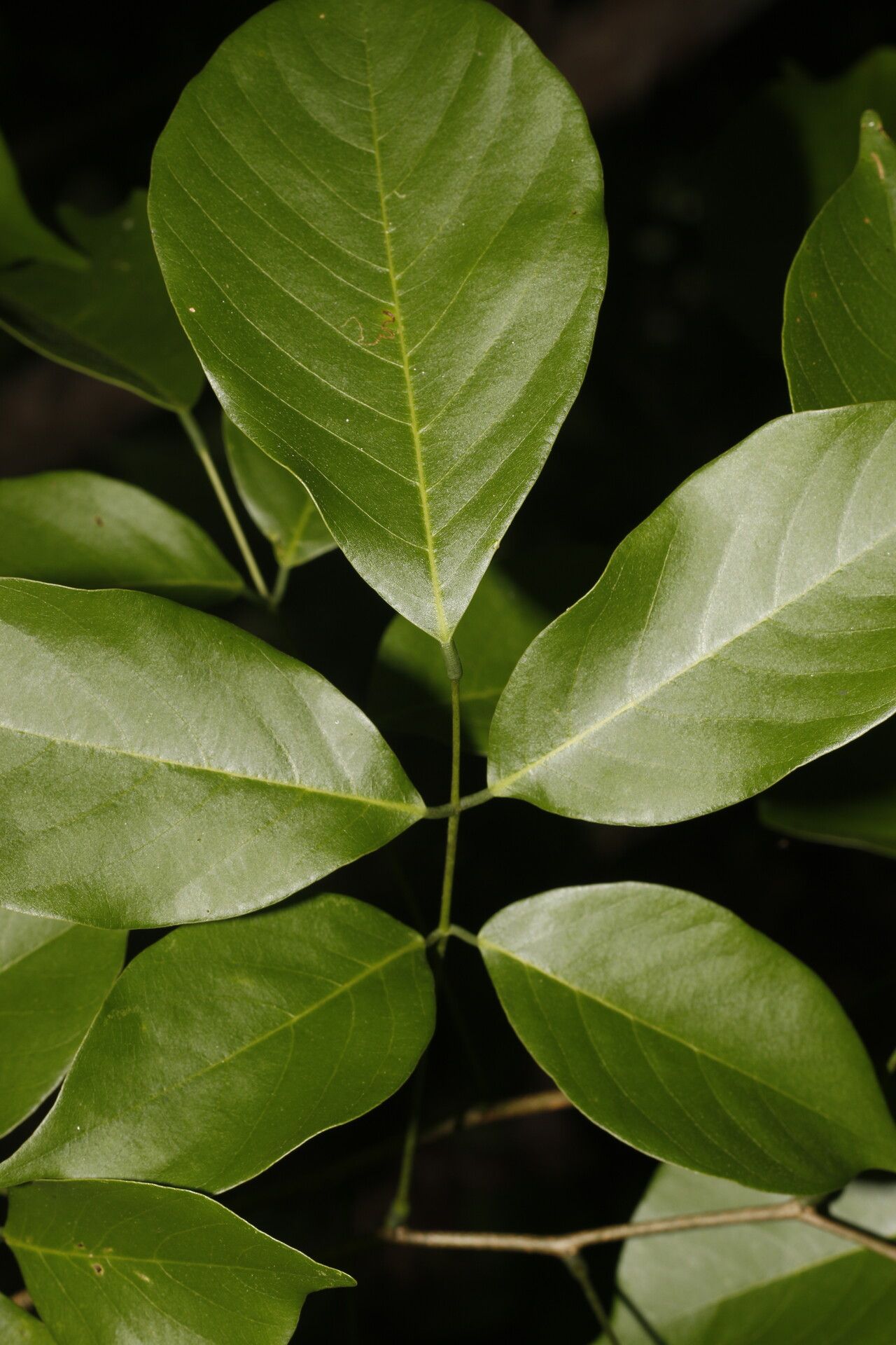 Lonchocarpus peninsularis leaf