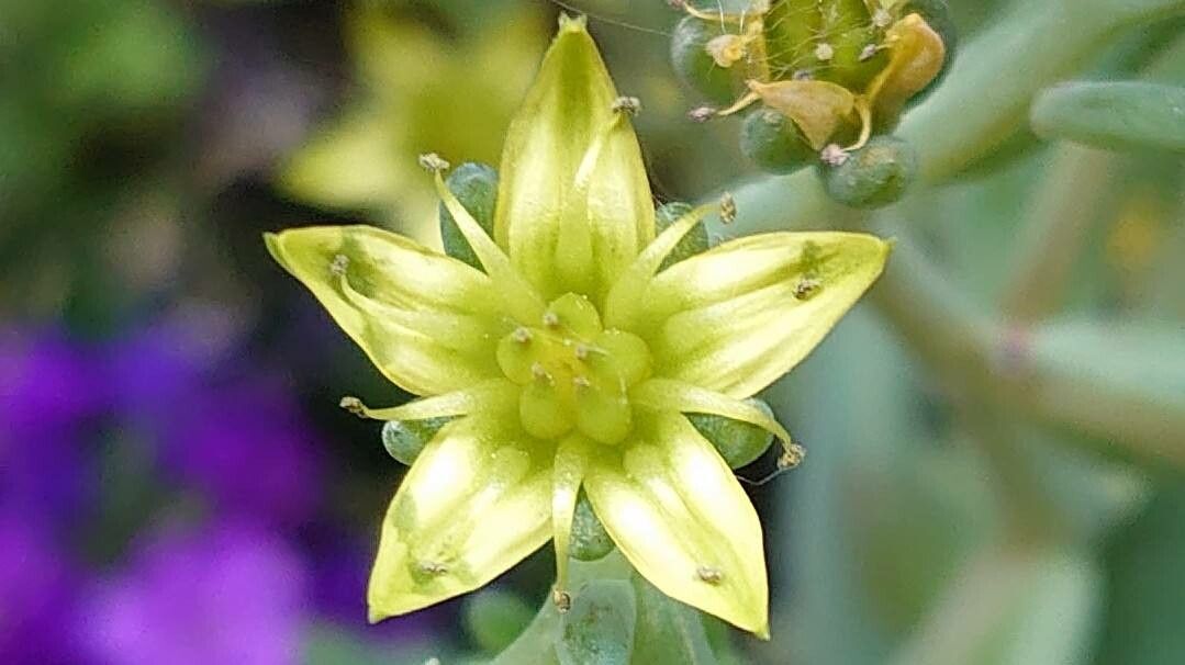 Dudleya greenei flower
