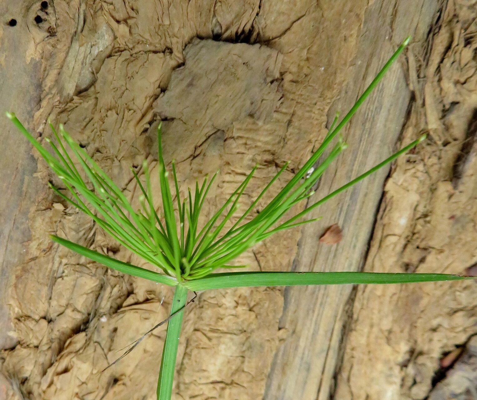 Cyperus prolifer — search result for 'Cyperus'