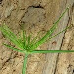 Cyperus prolifer