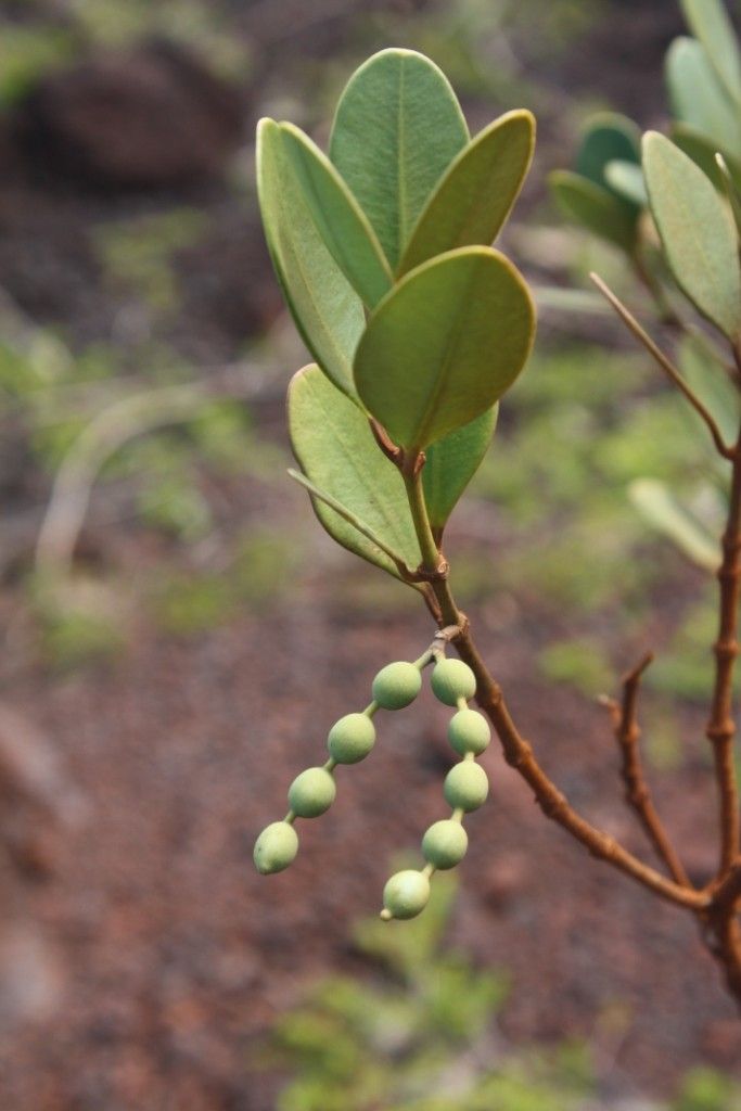 Alyxia glaucophylla — houseplant care guide