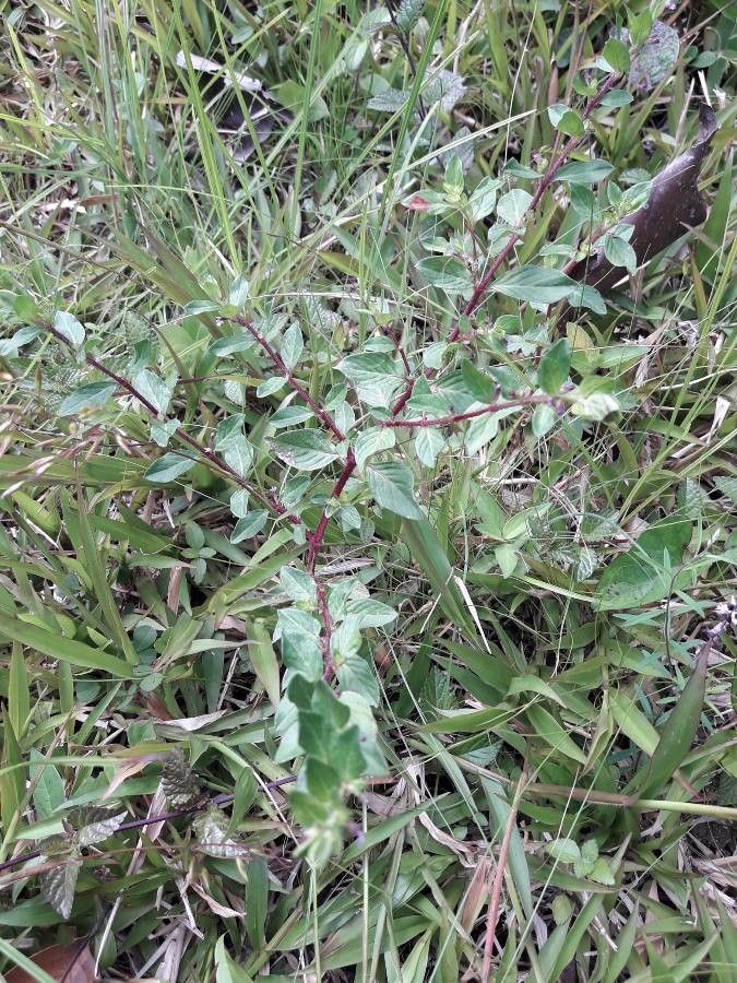 Cuphea elliptica habit