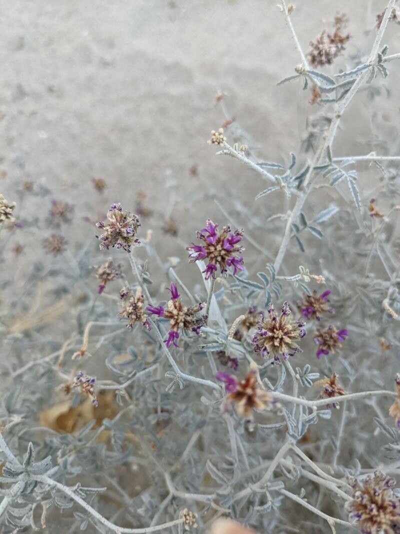 Astragalus magdalenae — houseplant care guide