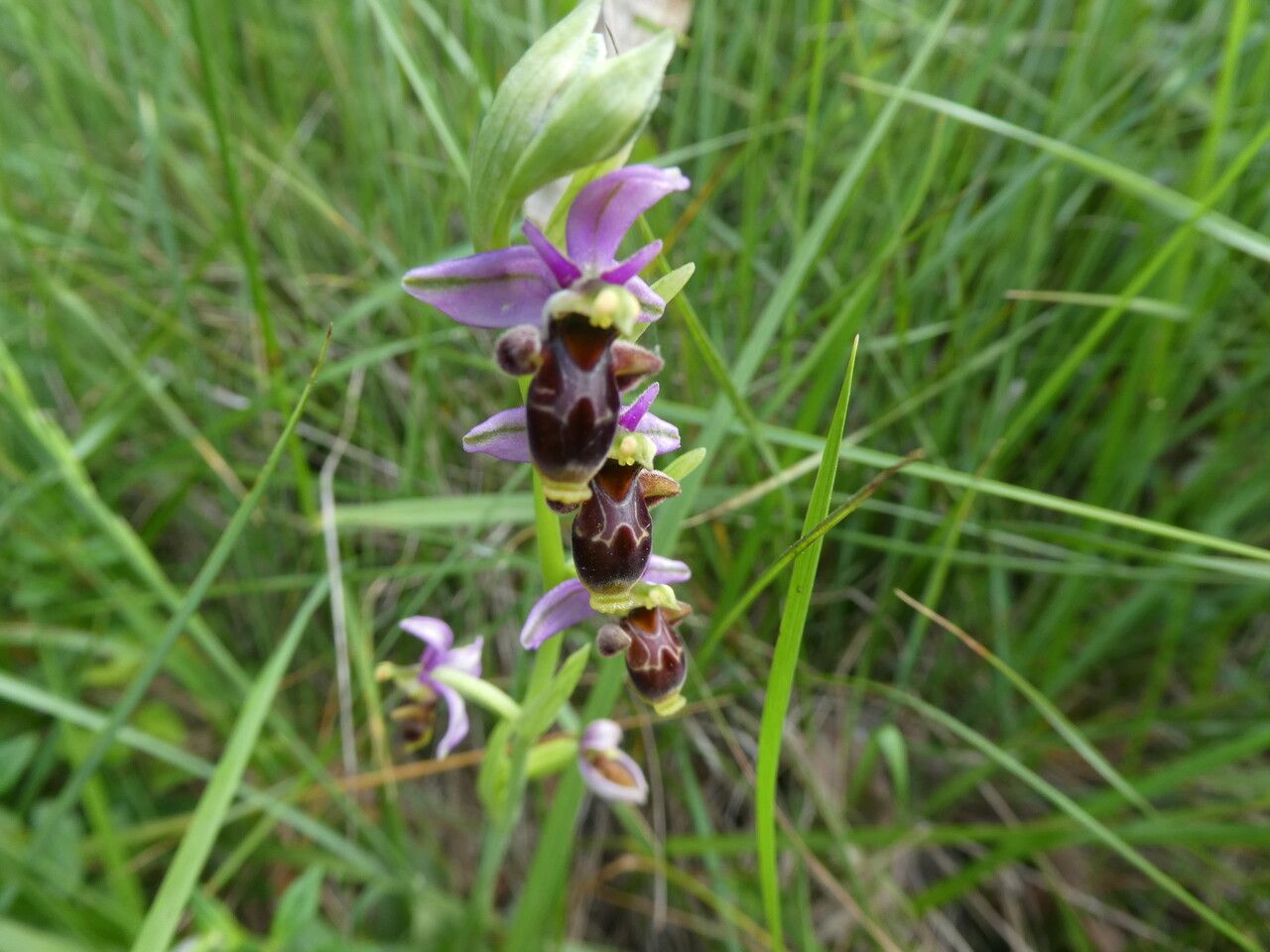 Ophrys scolopax bark