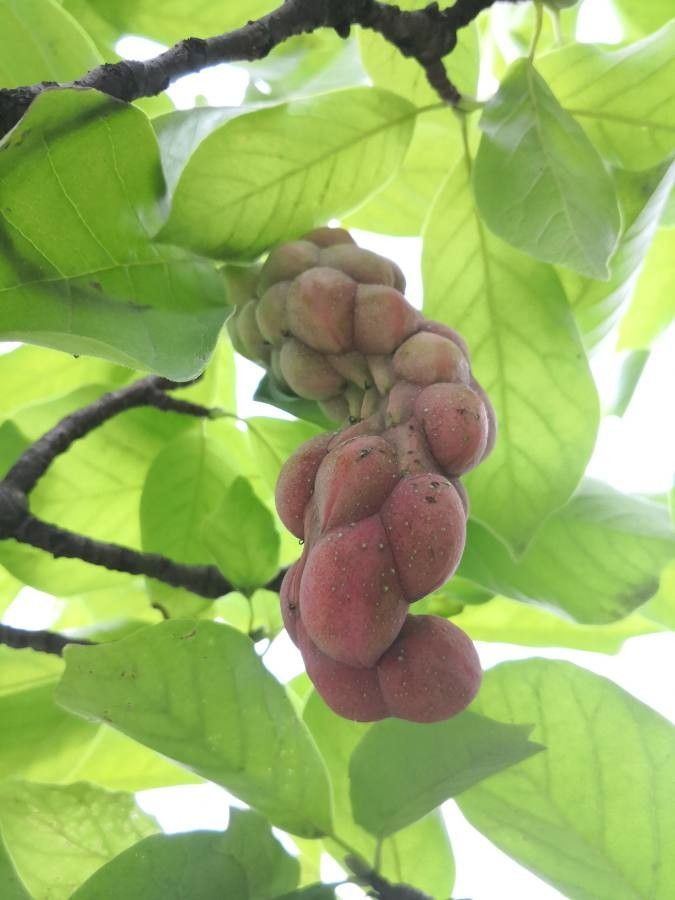 Magnolia denudata fruit