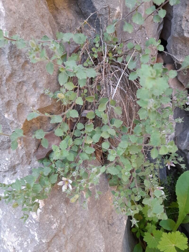 Campanula incanescens habit
