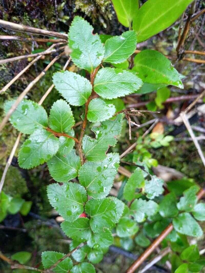 Nothofagus nitida — search result for 'Nothofagus'