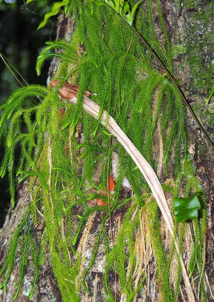 Phlegmariurus ignambiensis habit