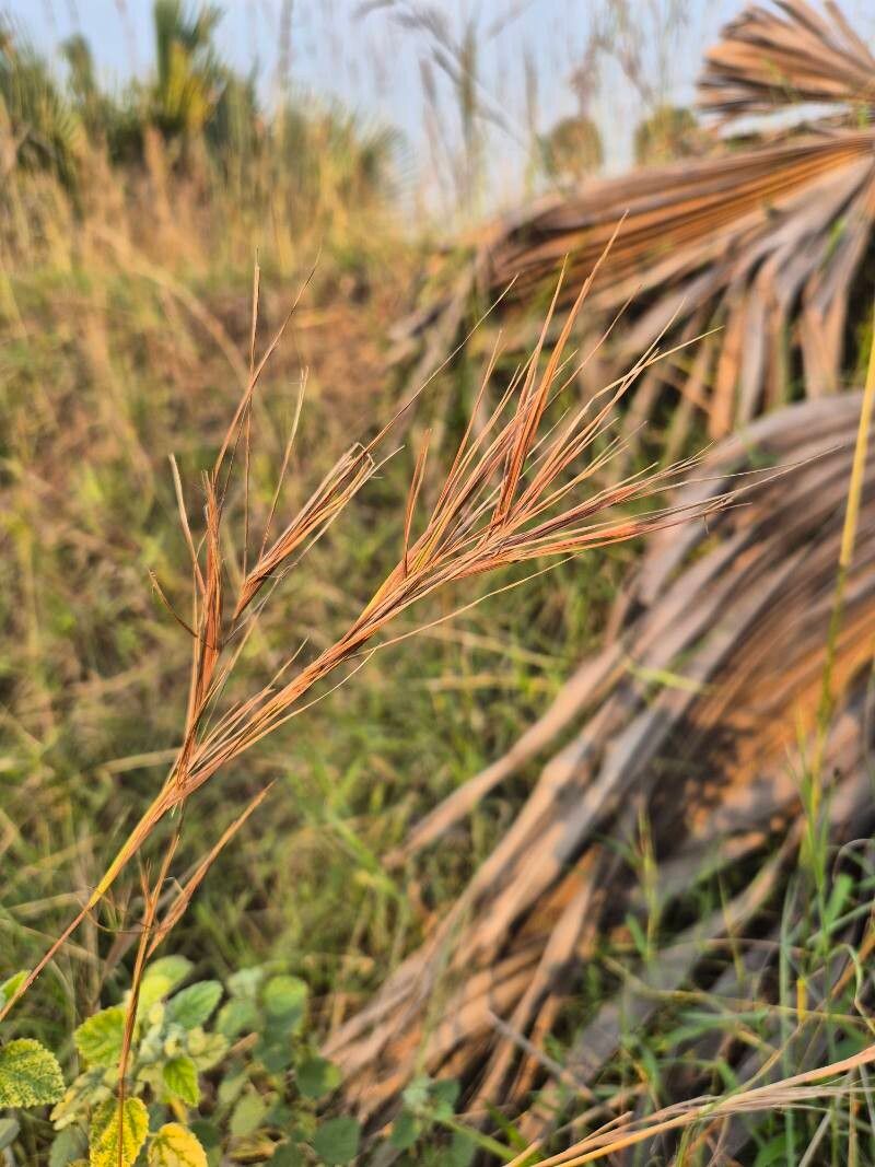 Hyperthelia dissoluta flower