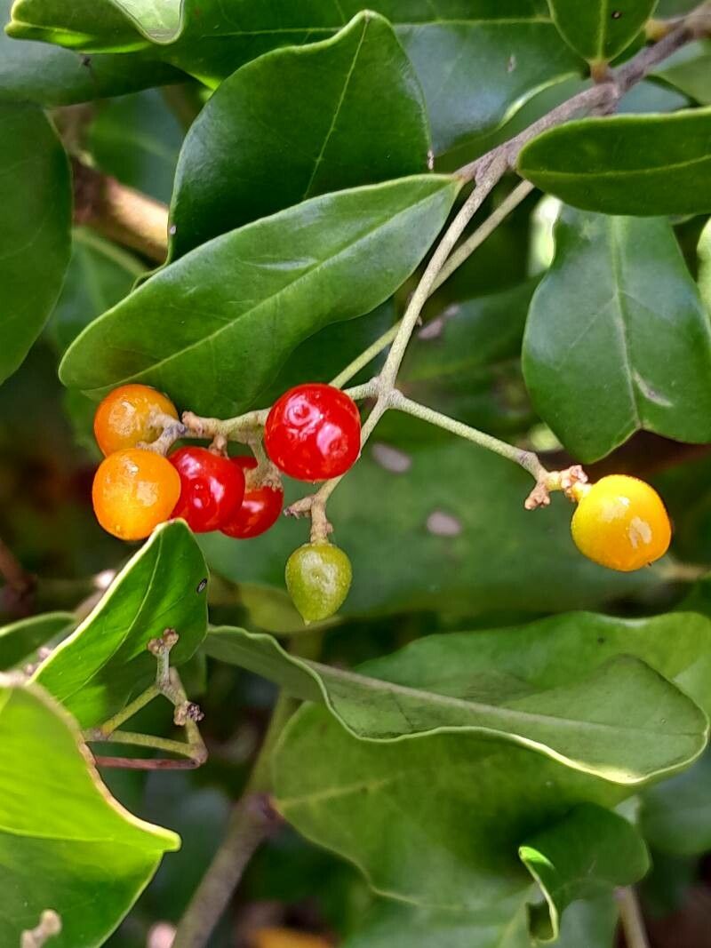 Cassinopsis madagascariensis flower