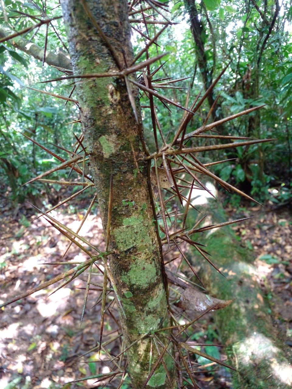 Xylosma oligandra bark