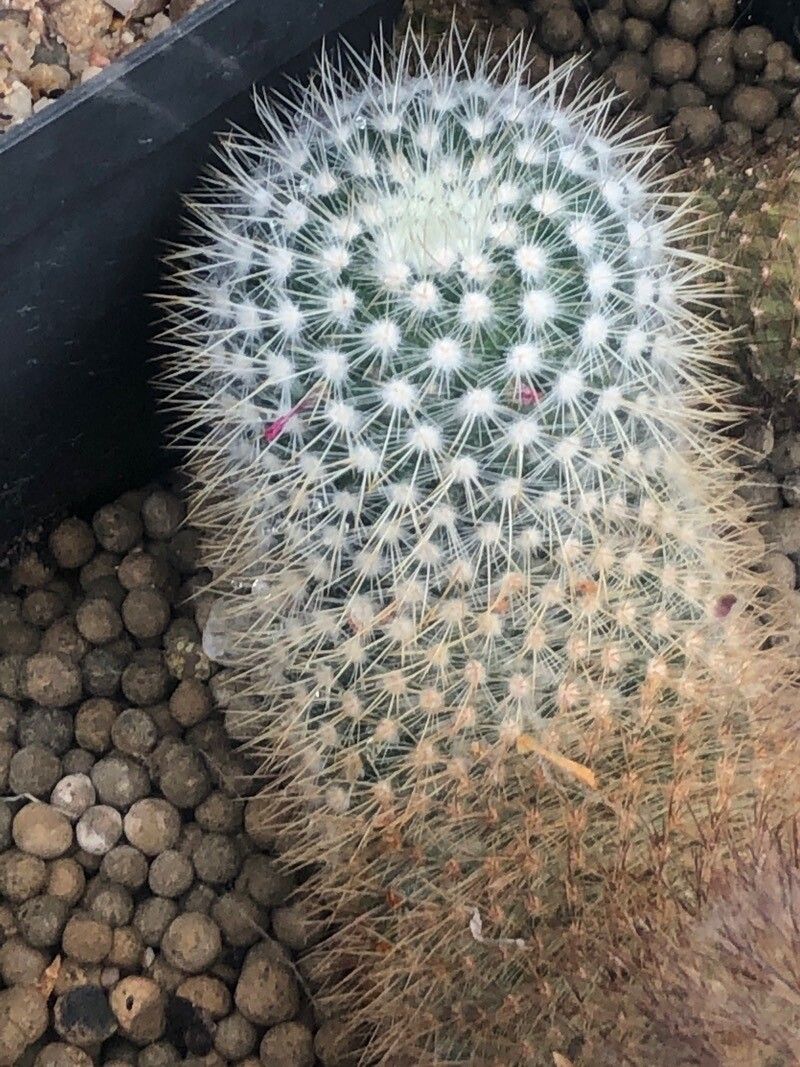 Mammillaria nunezii — search result for 'Mammillaria'